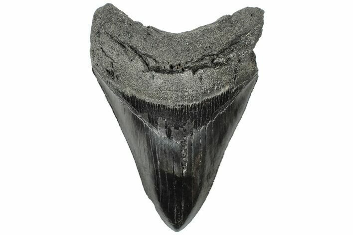 Serrated, 4.55" Fossil Megalodon Tooth - South Carolina